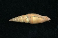 藏品(紅筆螺)的圖片